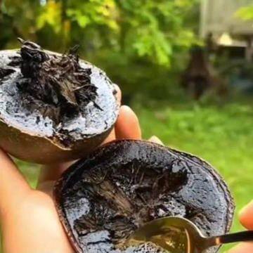 Black sapote plant (chocolate pudding fruit), photo 2 of 2