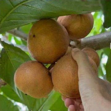 Lotkon plant, big-fruit (10–12 a kilo)