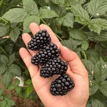 Blackberry plant