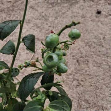 Blueberry plant (fruiting)