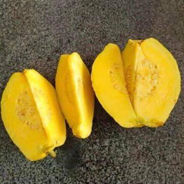 Yellow-flesh guava plant