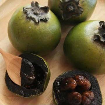 Black sapote plant (chocolate pudding fruit)