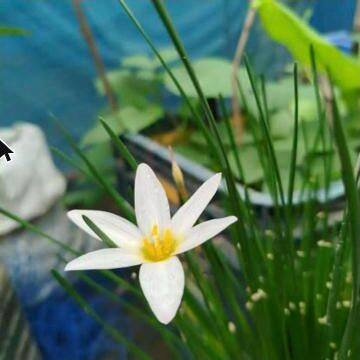 Rain lily bulbs (white), pack of 5