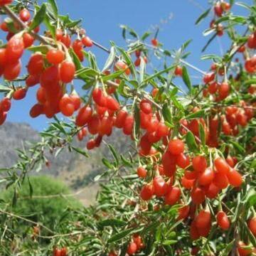 Goji berry plant