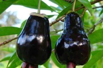 Rio Grande cherry plant