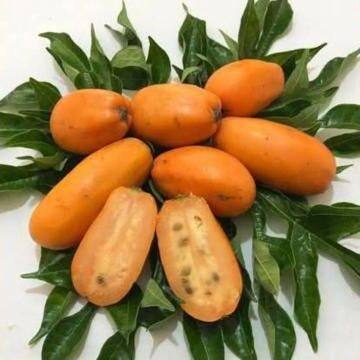 Wild papaya plant (Jacaratia), বুনো পেঁপে